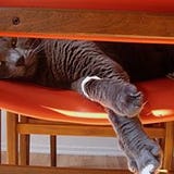 Shalena Oxley-Butler