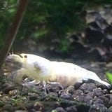 Goiceanu Ciprian
