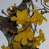 Chopi Say'ju Snow Geese