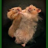 Giusi Rossoni