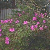 Carole Keene