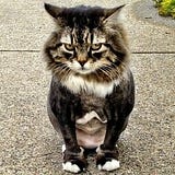 Pouftail McPoufersen