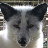 Siberian Fox