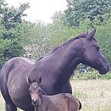 Madeline Corkum-Hatt