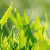 Tea Reviews