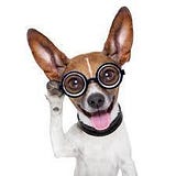 thecodingdog