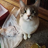 Q A Why Does My Cat Want Me To Watch Her Eat By Jaimes Roe