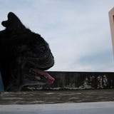 文青屠宰場