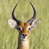 Impala