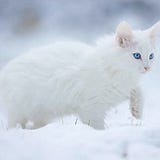 Dreaming Concerning A Cat Dream Interpretation And The