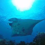 Dive Diaries