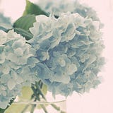 Aureum