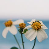 jasmine :)