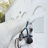 Fatma Al Shaibani