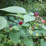 Maryland Wild Plants