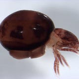 Cryptozoa