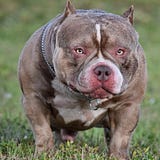 VENOMLINE POCKET BULLY’S