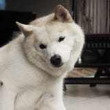 Sryn