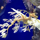 SeaDragon