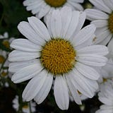 Gülsena Abaylı