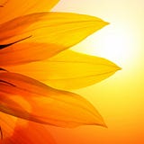 sol