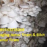 Pusat Jamur Tiram