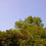 Dian Nivaan