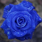 Caerulea Rosa