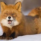 Locustard The Mustard