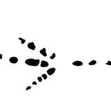 Crow’s Feet