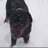 Jethro Grassie