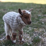Lindsey The Goat