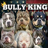 The Top American Bully Stud Videos By Bully King Magazine Bully The Top American Bully Stud Videos By Bully King Magazine Bully