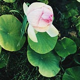 A Lotus for your Mind — Experiences and Thoughts on Applied Buddhism from the Mindfulness Practice Center Plum Village