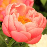 sheblooms