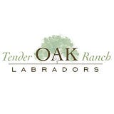 Tender OAK Labradors