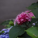 hidelafoglia