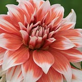 Anna Dahlia