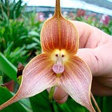 Como Cuidar das Orquídeas
