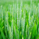 Future of Food