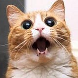 Mörre Noseshine