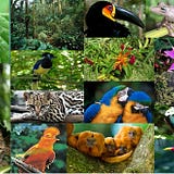 La Flora Y Fauna Que Identifica A Mi Pais By Estefany Ariana Carhuamaca Santana Flora Y Fauna Del Peru Medium