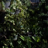 Bentala — Earth Conscious Living