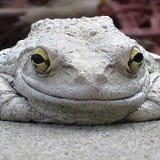 Grey Frogs