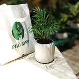 Cây phong thủy trong nhà