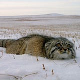 раfоlор