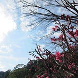 堇色備忘錄