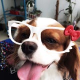 Petsodia.com