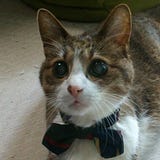 ミライマガジン編集部