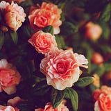 Aiman waheed